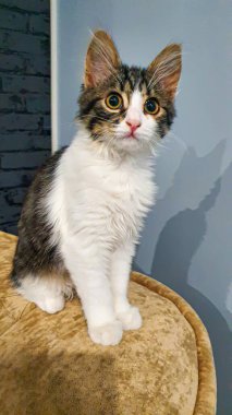 Sarı gözlü gri tüylü evcil kedi yavrusu. Evcil hayvanlar. Boşluğu kopyala