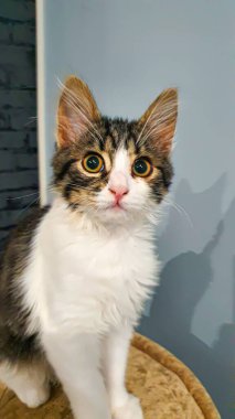 Sarı gözlü gri tüylü evcil kedi yavrusu. Evcil hayvanlar. Boşluğu kopyala