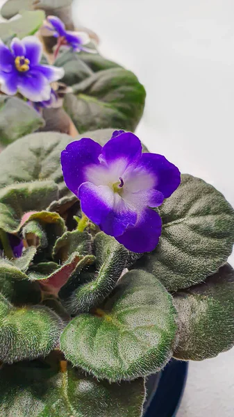 Violets on a white table with flowers. House plants. Interior decoration. Copy space