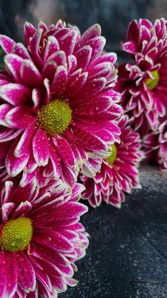 Bouquet of chrysanthemums. There are drops of water on the petals. On a dark concrete background. Copy space