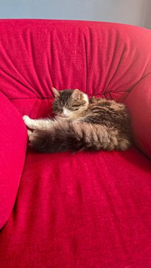 A gray fluffy domestic cat sleeps on a red armchair. Pets. Copy space clipart