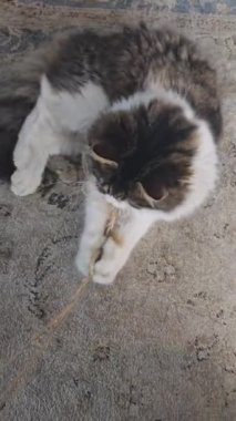 Sarı gözlü gri tüylü evcil kedi. Evcil hayvanlar. Neşeli ruh hali