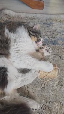 Sarı gözlü gri tüylü evcil kedi. Evcil hayvanlar. Neşeli ruh hali