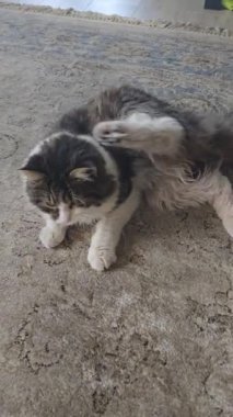 Sarı gözlü gri tüylü evcil kedi. Evcil hayvanlar. Neşeli ruh hali