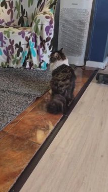 Sarı gözlü gri tüylü evcil kedi. Evcil hayvanlar. Neşeli ruh hali