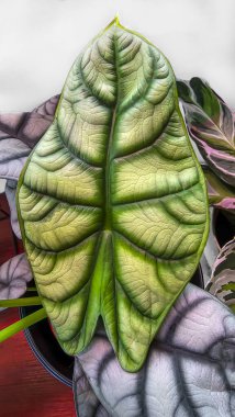 Dekoratif ev bitkileri. Odanın iç dekorasyonu. Büyük renkli yapraklar. Boşluğu kopyala
