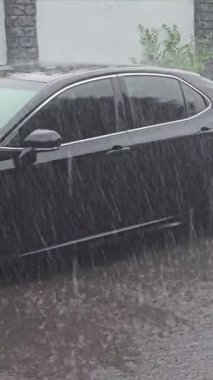 Yaz gününde sağanak yağmur. Ağaçlar güçlü rüzgardan titriyor. Yerde büyük su birikintileri var. Islak bitkiler