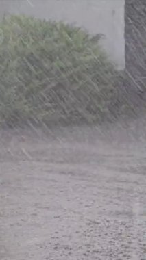 Yaz gününde sağanak yağmur. Ağaçlar güçlü rüzgardan titriyor. Yerde büyük su birikintileri var. Islak bitkiler