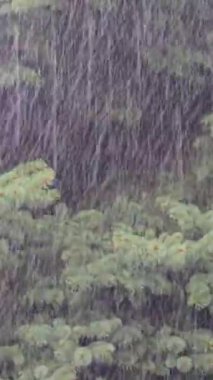 Yaz gününde sağanak yağmur. Ağaçlar güçlü rüzgardan titriyor. Yerde büyük su birikintileri var. Islak bitkiler