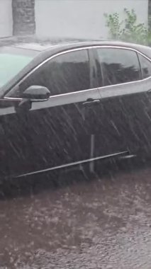 Yaz gününde sağanak yağmur. Ağaçlar güçlü rüzgardan titriyor. Yerde büyük su birikintileri var. Islak bitkiler