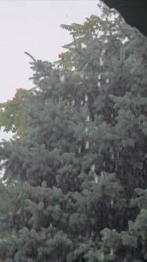 Yaz gününde sağanak yağmur. Ağaçlar güçlü rüzgardan titriyor. Yerde büyük su birikintileri var. Islak bitkiler