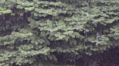 Yaz gününde sağanak yağmur. Ağaçlar güçlü rüzgardan titriyor. Yerde büyük su birikintileri var. Islak bitkiler