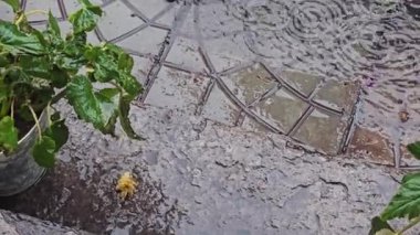 Yaz gününde sağanak yağmur. Ağaçlar güçlü rüzgardan titriyor. Yerde büyük su birikintileri var. Islak bitkiler