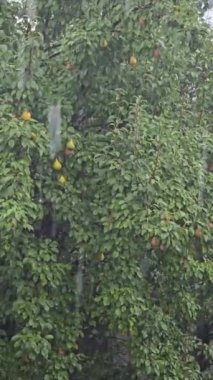 Yaz gününde sağanak yağmur. Ağaçlar güçlü rüzgardan titriyor. Yerde büyük su birikintileri var. Islak bitkiler