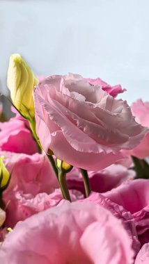 Güzel Eustomas çiçekleri. Yeşil yapraklarla çiçeklenmiş lisianthus. Tatil konsepti. Boşluğu kopyala