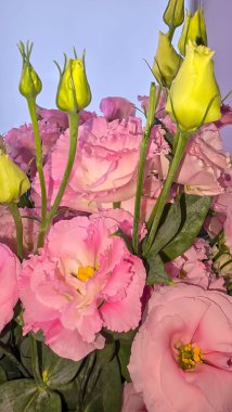 Güzel Eustomas çiçekleri. Yeşil yapraklarla çiçeklenmiş lisianthus. Tatil konsepti. Boşluğu kopyala