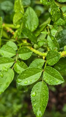 Yaz gününde sağanak yağmur. Dallara ıslak damlalar. Yerde büyük su birikintileri var. Islak bitkiler
