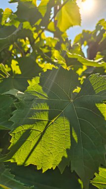 Yazlık evde koyu üzümler. Hasat. Şarap yapımı. Yeşil yapraklar