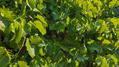 Yazlık evde koyu üzümler. Hasat. Şarap yapımı. Yeşil yapraklar