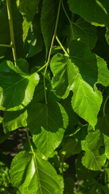 Yazlık evde yeşil bitkiler. Armut meyvesi. Dut yaprakları. Yaz konsepti, alanı kopyala
