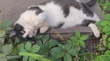 Gri, siyah ve beyaz kediler. Evcil hayvanlar. Neşeli ruh hali