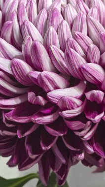 Kasımpatı çiçeği yakın plan. Arka plan bulanık. Kartpostallar, kapaklar için kullanılabilir. Makro