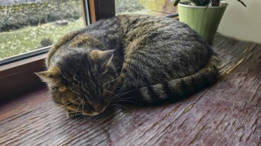 Pencere kenarında duran tekir kedicik. Evcil hayvanlar. Neşeli bir ruh hali. Gündüz uykusu.