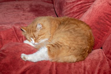 Kırmızı ve tüylü kedi kanepede yatıyor. Evcil hayvanlar. Gündüz uykusu. Boşluğu kopyala