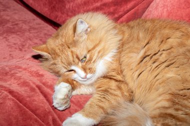 Kırmızı ve tüylü kedi kanepede yatıyor. Evcil hayvanlar. Gündüz uykusu. Boşluğu kopyala