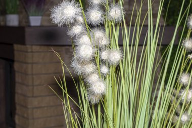 Restoranın iç kısımlarında yapay çiçekler var. Şöminede ve pencere eşiğinde. Boşluğu kopyala