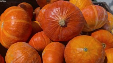 Mağazadaki tezgahın üzerinde satılık büyük balkabakları var. Sonbahar hasadı. Vitaminler