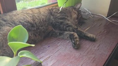 Pencere kenarında duran tekir kedicik. Evcil hayvanlar. Neşeli bir ruh hali. Gündüz uykusu.