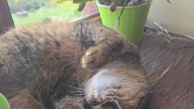 Pencere kenarında duran tekir kedicik. Evcil hayvanlar. Neşeli bir ruh hali. Gündüz uykusu.