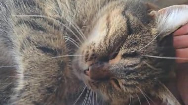 Pencere kenarında duran tekir kedicik. Evcil hayvanlar. Neşeli bir ruh hali. Gündüz uykusu.