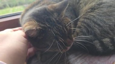 Pencere kenarında duran tekir kedicik. Evcil hayvanlar. Neşeli bir ruh hali. Gündüz uykusu.