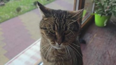 Pencere kenarında duran tekir kedicik. Evcil hayvanlar. Neşeli bir ruh hali. Gündüz uykusu.
