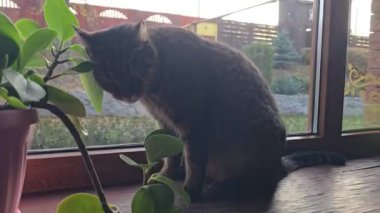 Pencere kenarında duran tekir kedicik. Evcil hayvanlar. Neşeli bir ruh hali. Gündüz uykusu.