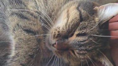 Pencere kenarında duran tekir kedicik. Evcil hayvanlar. Neşeli bir ruh hali. Gündüz uykusu. Boşluğu kopyala