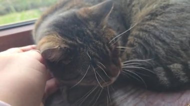 Pencere kenarında duran tekir kedicik. Evcil hayvanlar. Neşeli bir ruh hali. Gündüz uykusu. Boşluğu kopyala