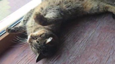 Pencere kenarında duran tekir kedicik. Evcil hayvanlar. Neşeli bir ruh hali. Gündüz uykusu. Boşluğu kopyala