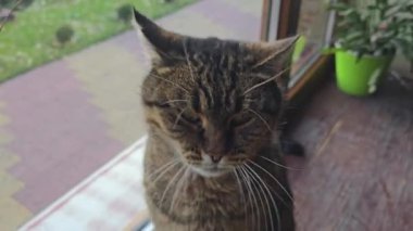 Pencere kenarında duran tekir kedicik. Evcil hayvanlar. Neşeli bir ruh hali. Gündüz uykusu. Boşluğu kopyala