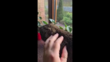 Pencere kenarında duran tekir kedicik. Evcil hayvanlar. Neşeli bir ruh hali. Gündüz uykusu. Boşluğu kopyala