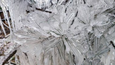 Sarkıtlarla kaplı ladin ve çam dalları. Buz içinde donmuş ağaçlar. Kış havası. Soğuk