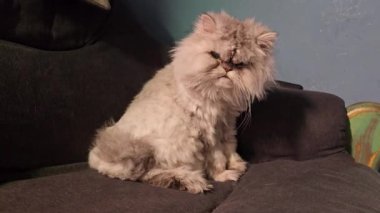 Evcil kedi dinleniyor ve kanepede yıkanıyor. Evcil hayvanlar. Oyun modu. Evcil hayvanlar