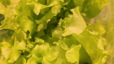 Salata yaprakları tezgahın üzerine istiflenmiş, satışa hazır..