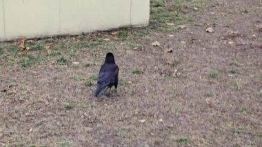 Kış parkında yiyecek arayan bir karga. Yeşil çimenler ve soğuk hava. Soğuk