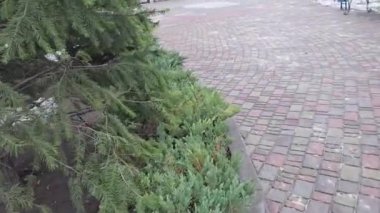 Parkta sincap kışın yiyecek arıyor. Ağaçlarda, çalılarda, fındıklar ve koniler üzerinde koşar ve zıplar.
