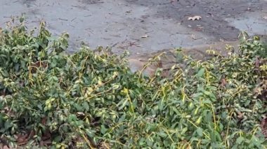Parkta sincap kışın yiyecek arıyor. Ağaçlarda, çalılarda, fındıklar ve koniler üzerinde koşar ve zıplar.