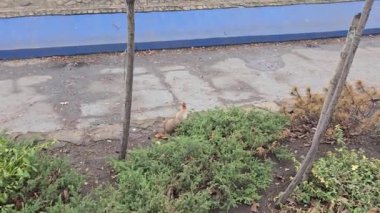 Parkta sincap kışın yiyecek arıyor. Ağaçlarda, çalılarda, fındıklar ve koniler üzerinde koşar ve zıplar.
