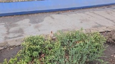 Parkta sincap kışın yiyecek arıyor. Ağaçlarda, çalılarda, fındıklar ve koniler üzerinde koşar ve zıplar.